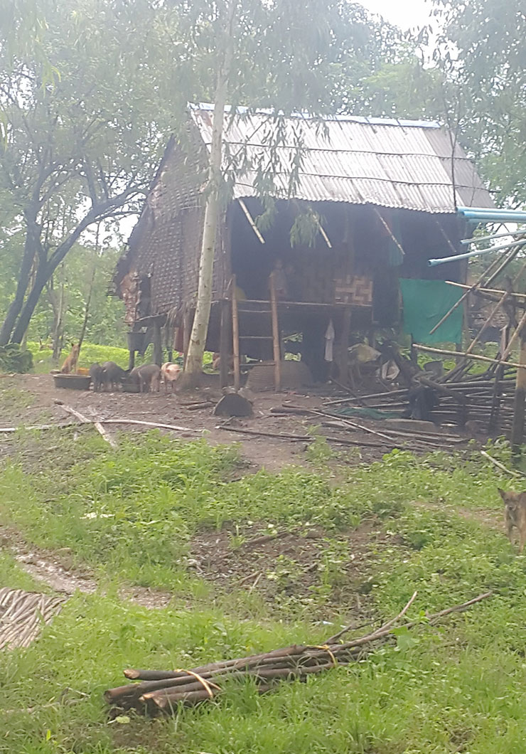 Destroied Replantation Farm Myanmar