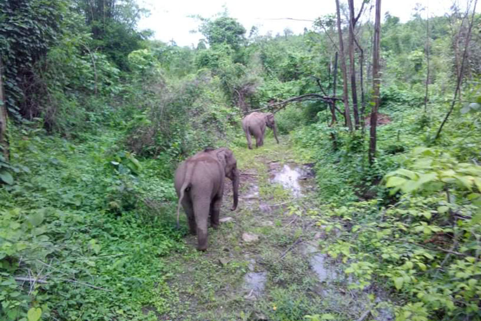 Wild Elephant Record Myanmar
