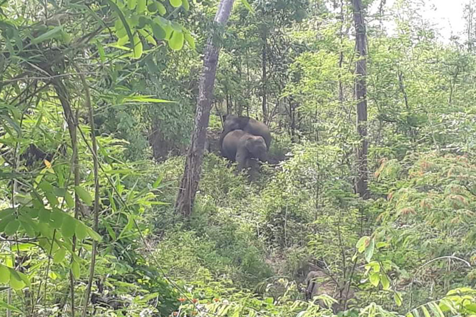 Wild Elephant Record Myanmar