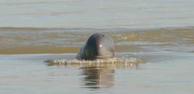 Finding of Irrawaddy dolphin between Historical Home range, Pyay and Mandalay after 137 years