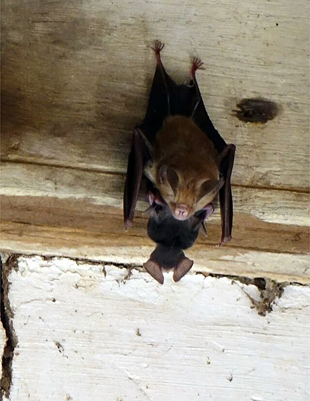 Leaf nosed bat with young at Tawyagyi WS